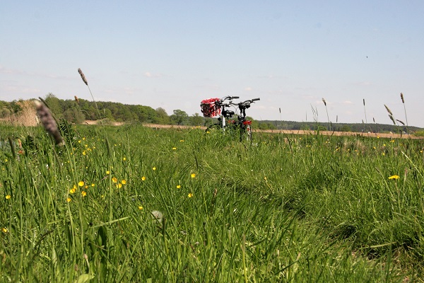 Abbildung zwei Fahrräder auf einer blühenden Blumenwiese an einem schönen Sommertag