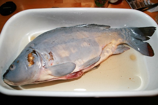 Aischgründer Spiegelkarpfen blau
