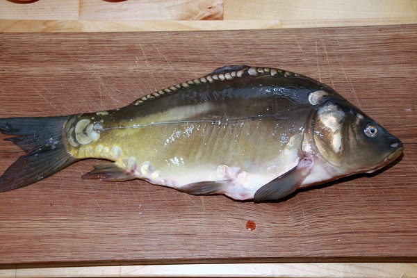 Aischgründer Karpfen