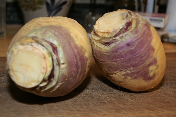 Steckrüben