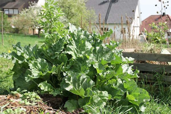 Rabarber im Garten