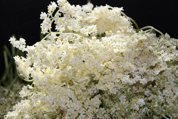Hollerbusch-Blüten