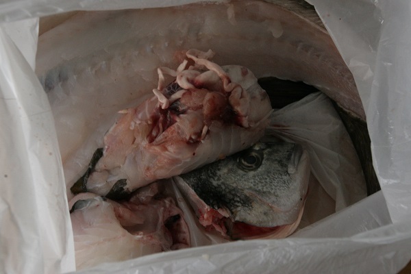 Foto Fischreste in einer weißen Plastiktüte