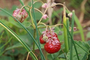 Erdbeeren