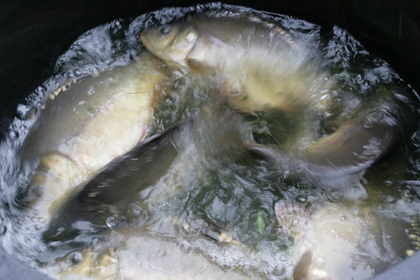 Aischgründer Spiegelkarpfen